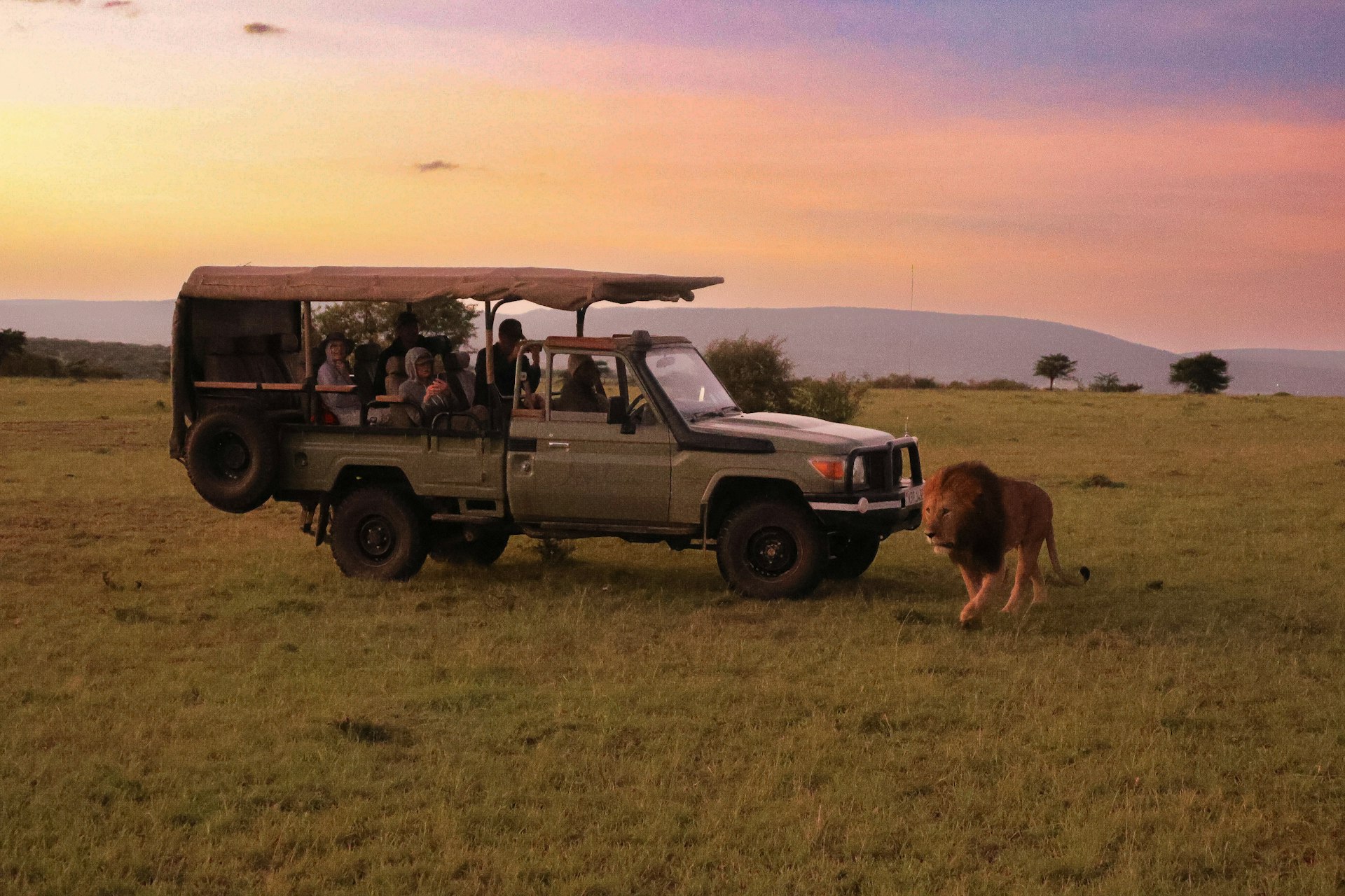 un véhicule de safari avec des passagers et un lion au couché du soleil