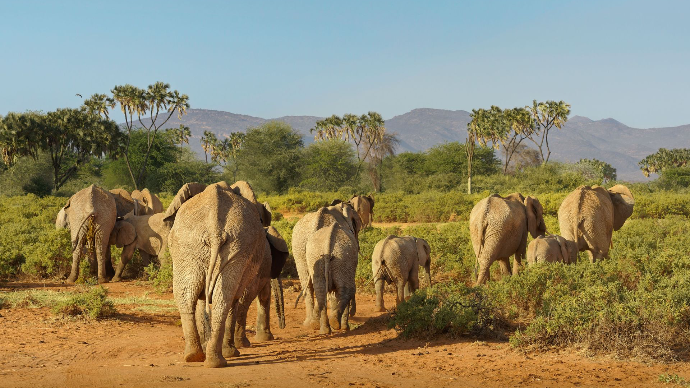 Vue de la savane africaine, troupeau d'elephant