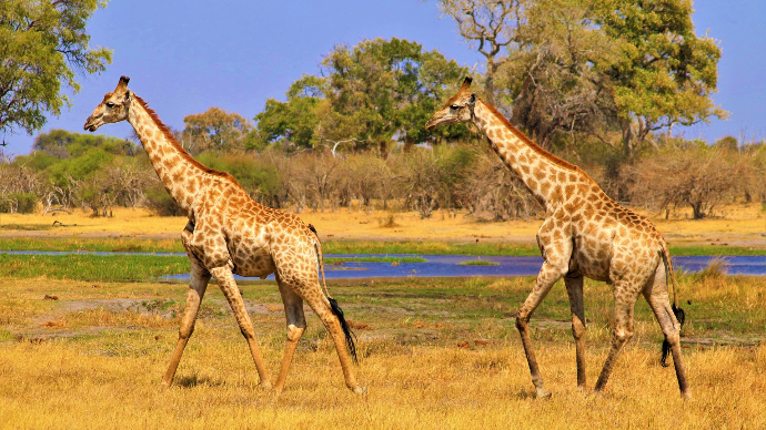 Safarie. Deux girafes marche dans la savane africaine