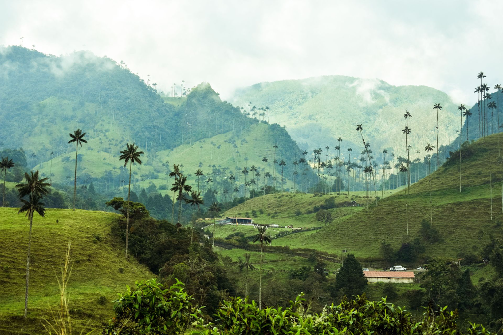 Vue époustouflante de la Vallée de Cocora avec des palmiers majestueux et des montagnes verdoyantes.