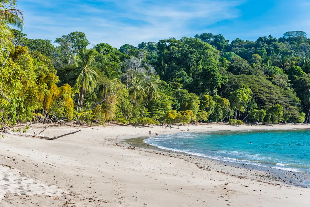 plage de sable blanc et vaste végétation à Tortuguero au Costa Rica
