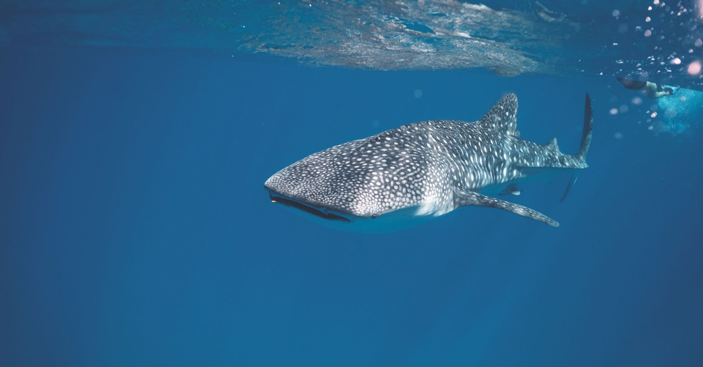 Image saisissante d'un requin-baleine glissant à travers les eaux océaniques bleu clair, mettant en valeur la vie marine.