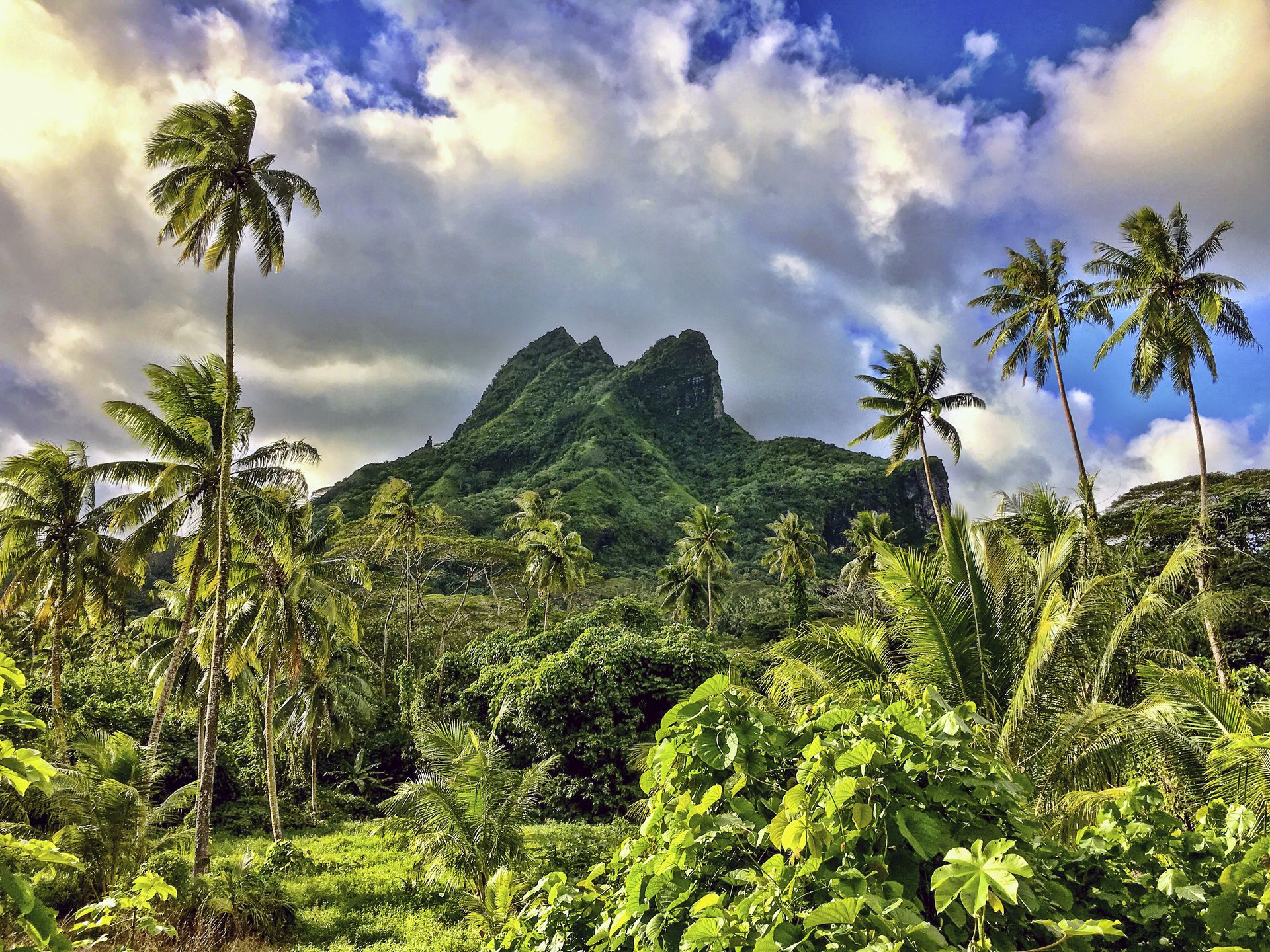 vue sur une montagne et végétation dont des palmiers sur l'île de Raiatea en Polynésie Française