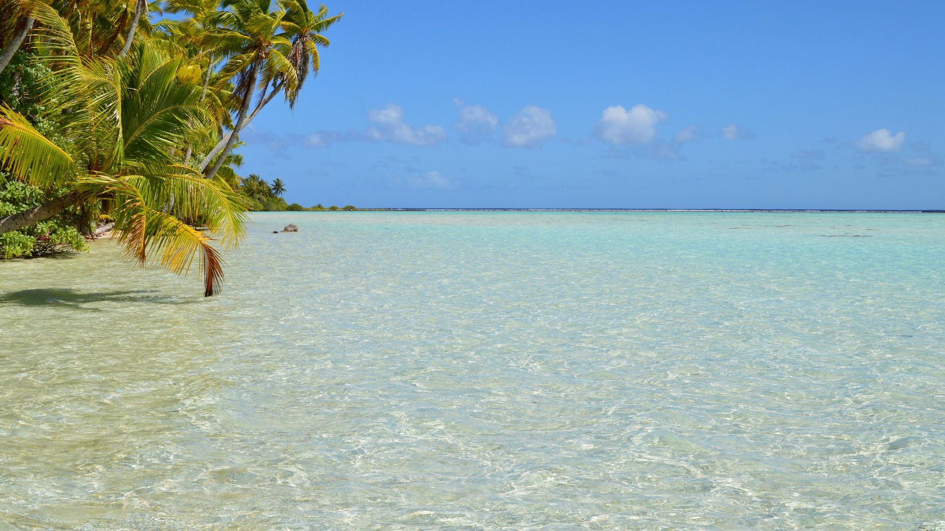 Une plage tropicale sereine avec des eaux cristallines et de luxuriantes palmiers sous un ciel bleu éclatant.