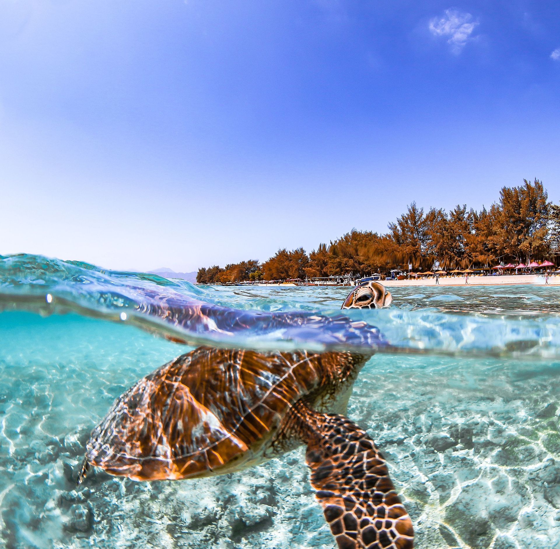 Une magnifique photo sous-marine d'une tortue de mer nageant près de la plage à West Nusa Tenggara, Indonésie.