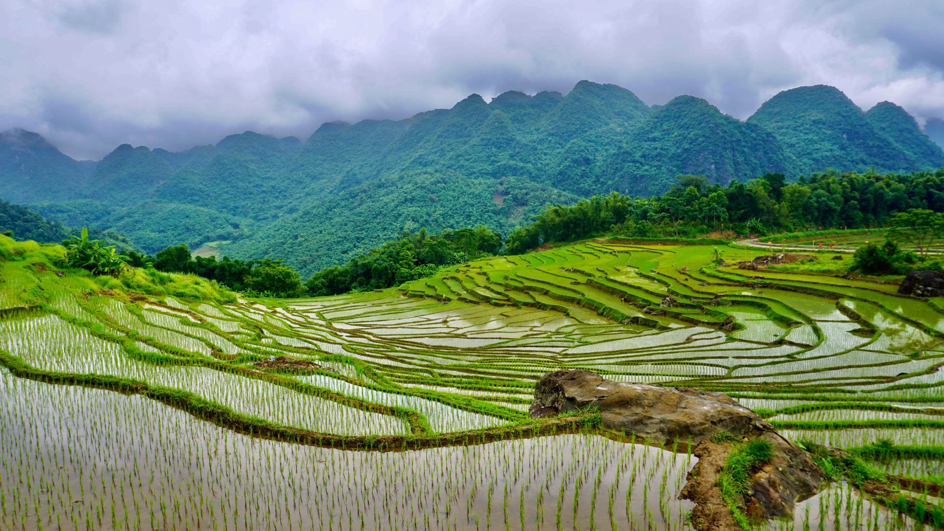 Découvrez les superbes rizières en terrasses de Pu Luong, chef-d'œuvre naturel du Vietnam.