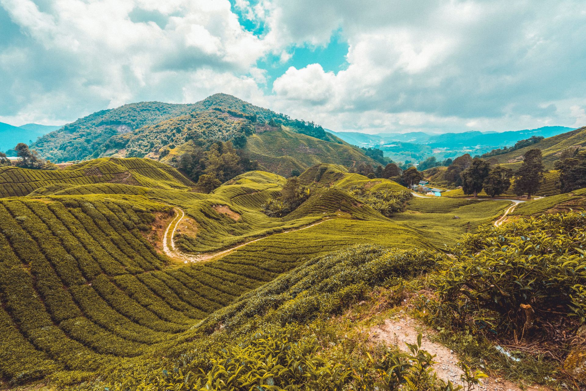 Découvrez les luxuriantes plantations de thé à Cameron Highlands en Malaisie, offrant des vues de paysage époustouflantes.