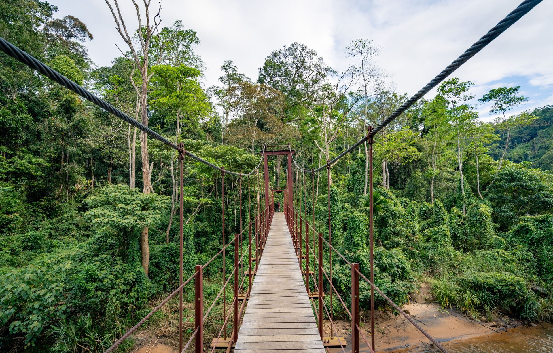 Une vue pittoresque d'un pont suspendu dans une forêt tropicale verte vibrante capturant la beauté de la nature.
