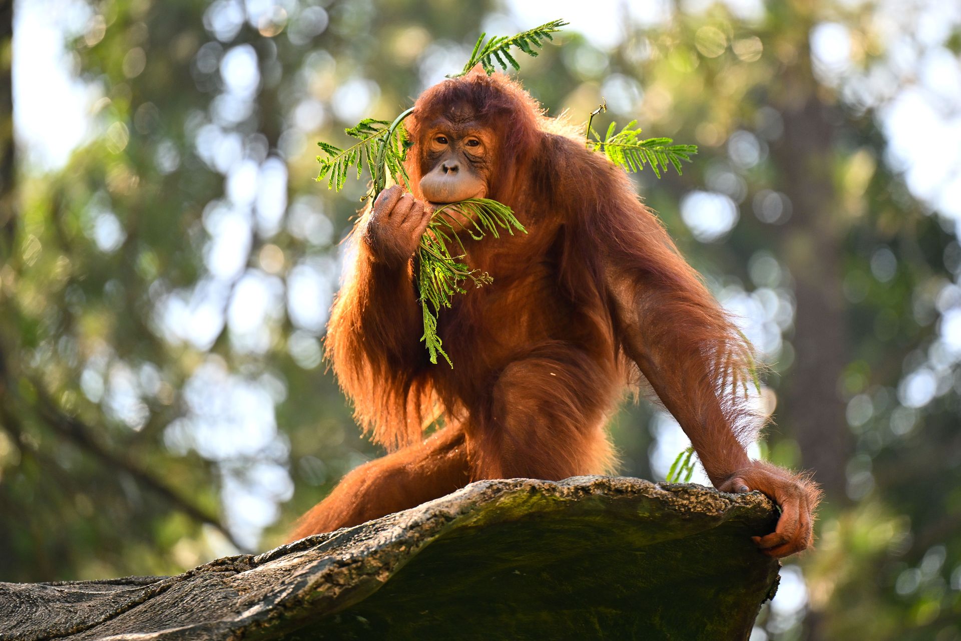 Gros plan d'un orang-outan mangeant des feuilles dans un cadre forestier à Sepilok en Malaisie