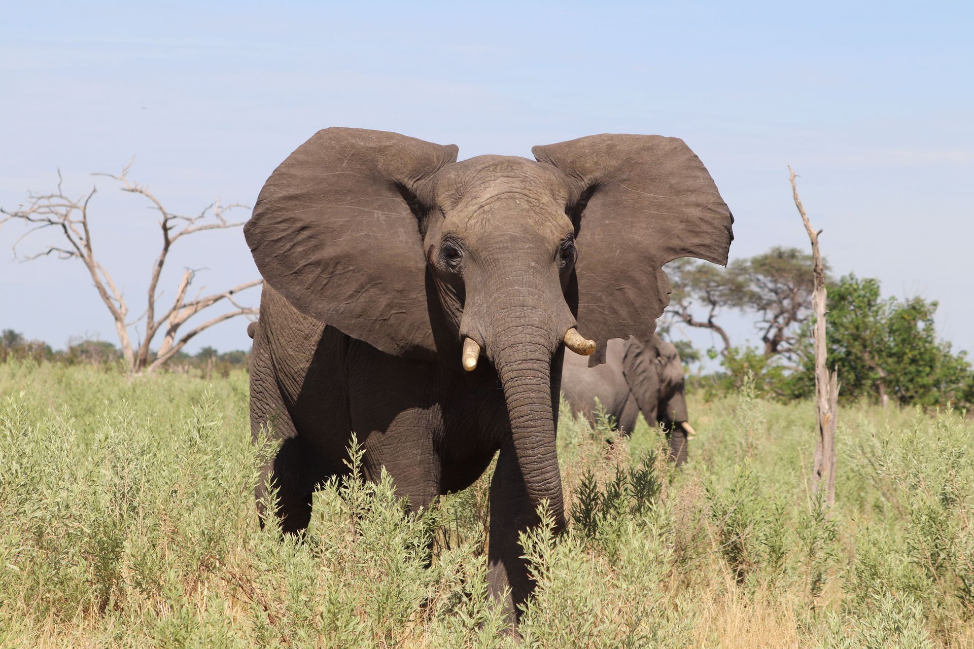 Gros plan sur des éléphants d'Afrique dans leur habitat naturel par une journée ensoleillée.