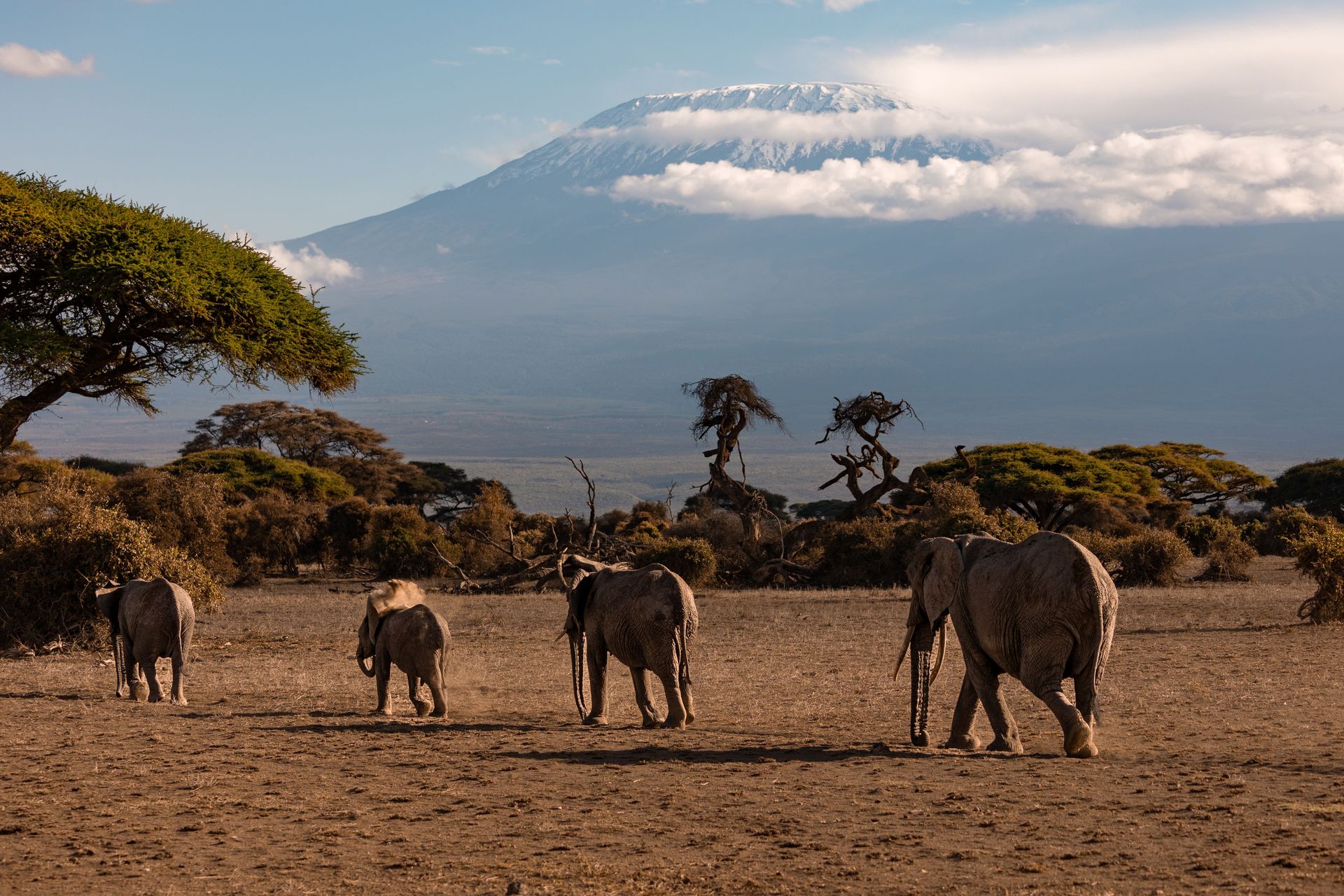 Un troupeau d'éléphants africains marchant sur la savane avec le Mont Kilimandjaro en arrière-plan.