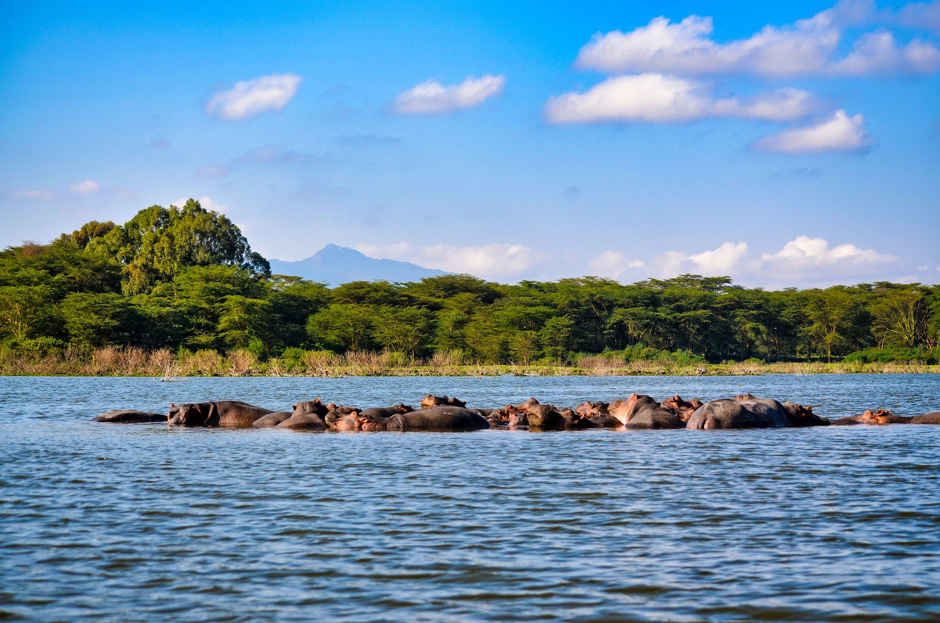 Une horde d'hippopotames se prélassant dans le lac Nakuru, entourée de verdure luxuriante et de montagnes au Kenya.