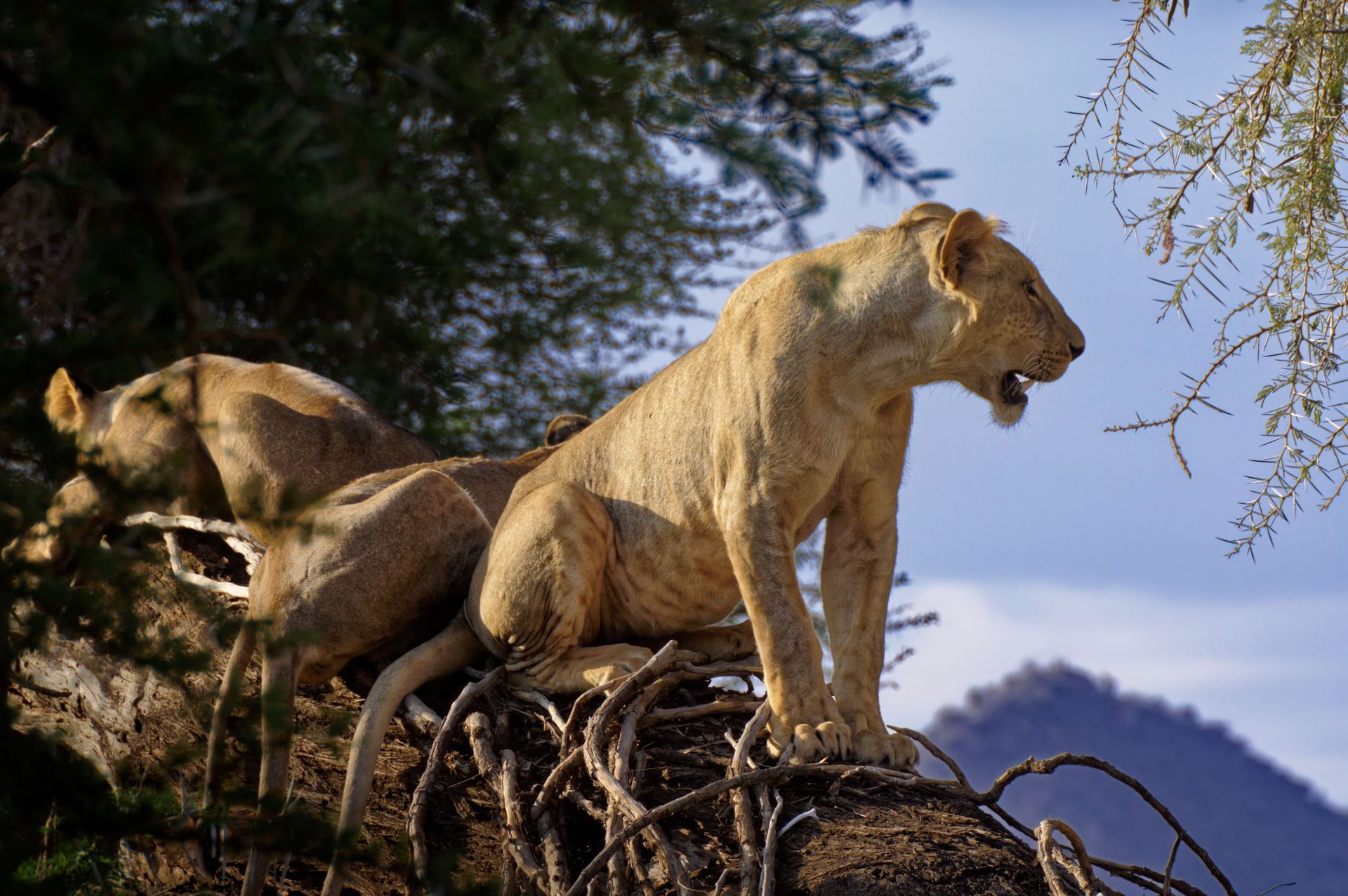 Un groupe de lions africains perchés sur un arbre à Samburu, Kenya, montrant leur habitat naturel.