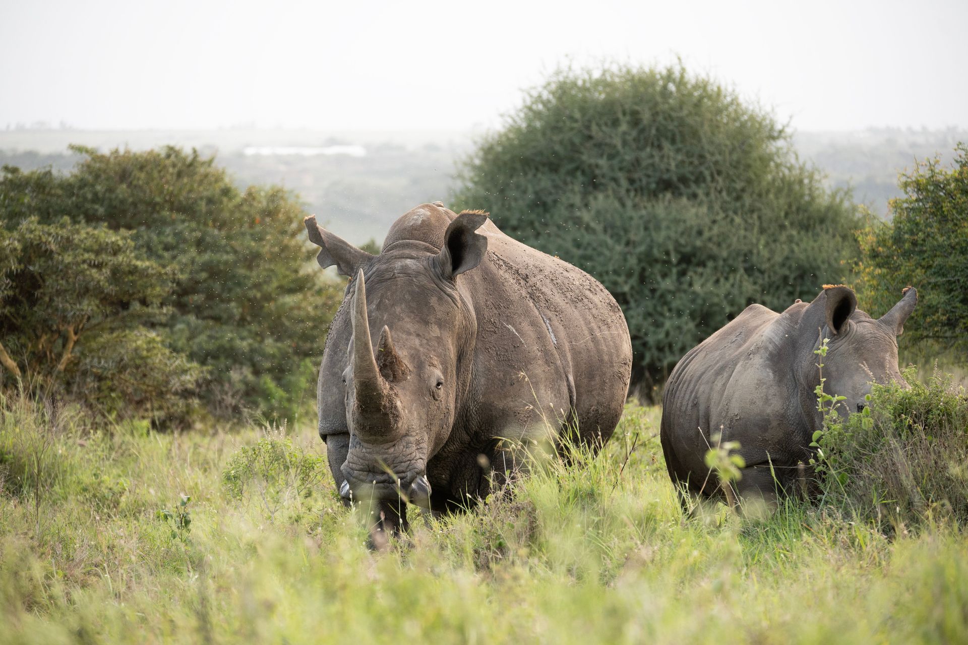 Deux rhinocéros blancs se promenant au milieu d'une végétation luxuriante dans la savane africaine.