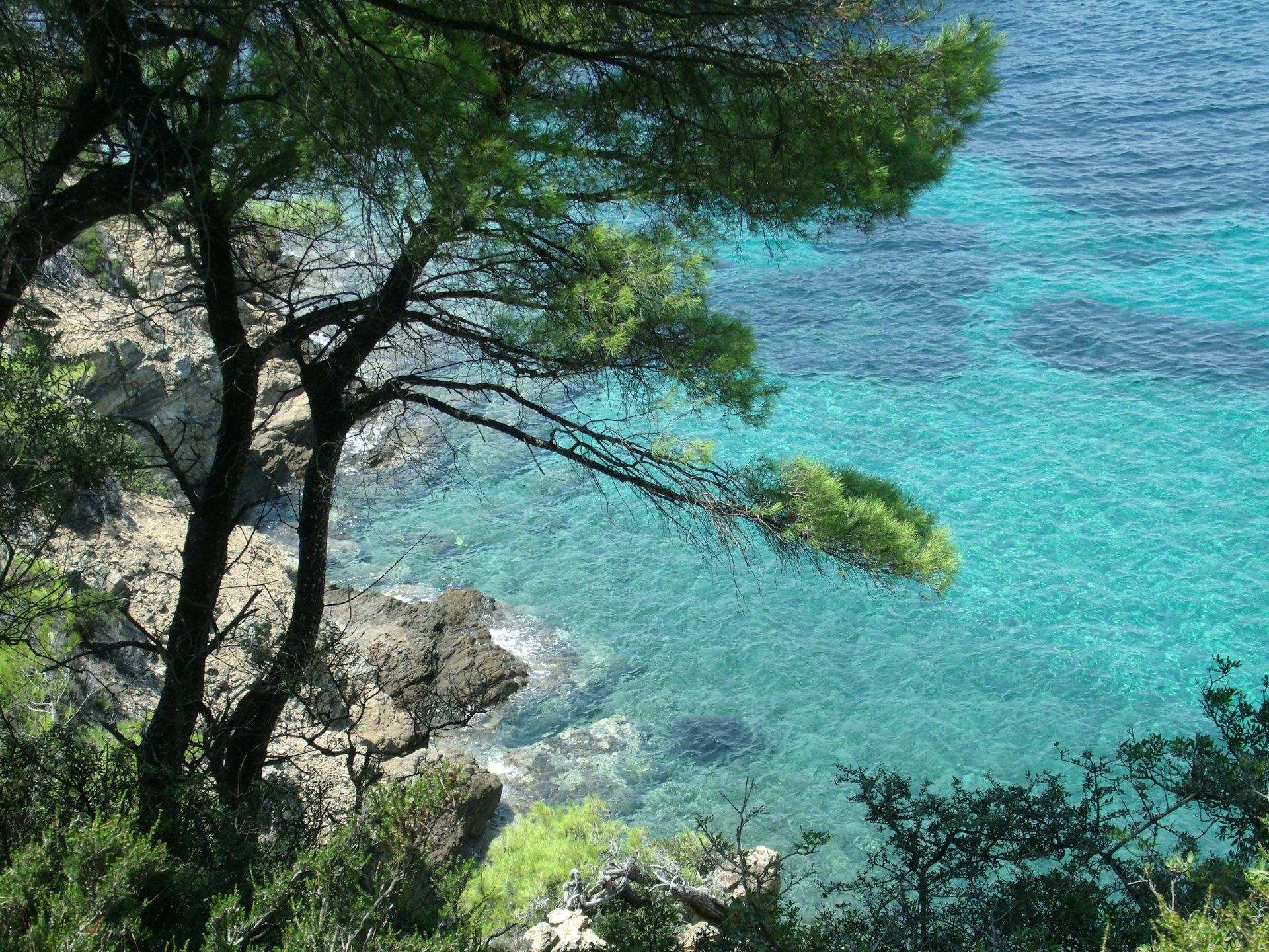 Un arbre vert près d’une étendue d’eau en journée sur l'île de Skiathos.