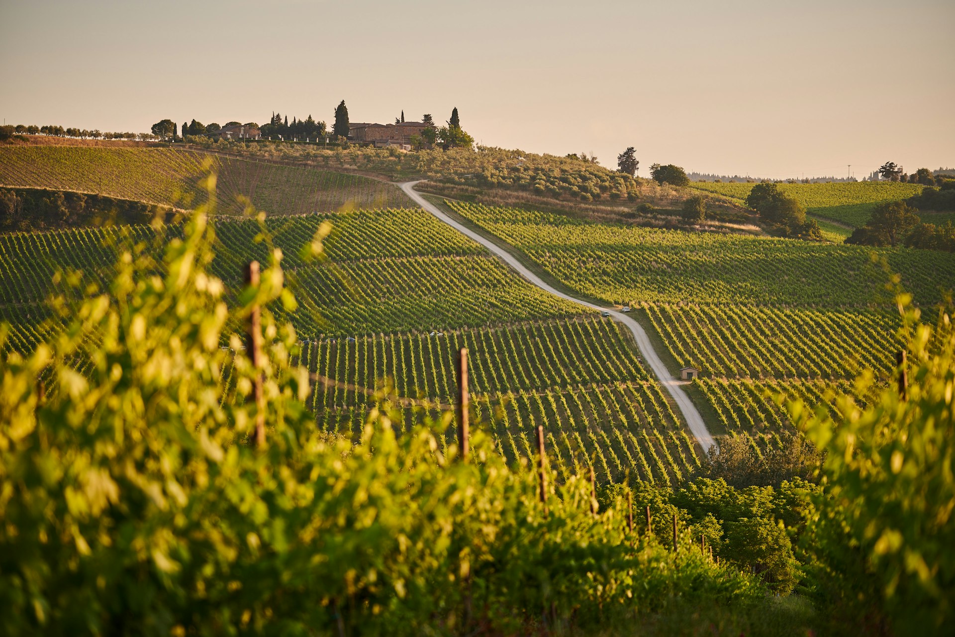 Des rangées de vignes sur une colline toscane.