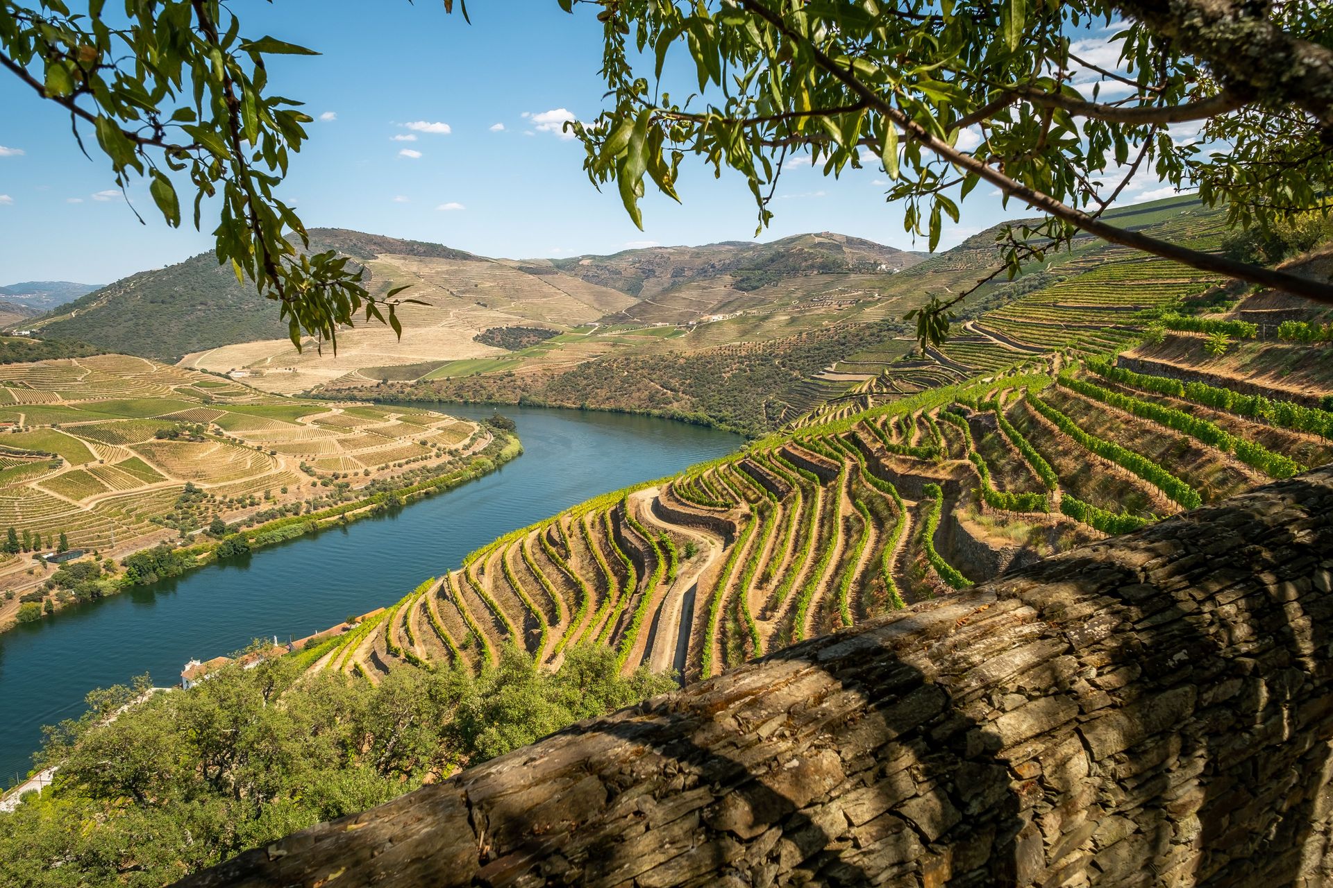 Beaux vignobles en terrasses et paysage fluvial à Toro, Espagne, mettant en avant l'agriculture et la beauté naturelle.
