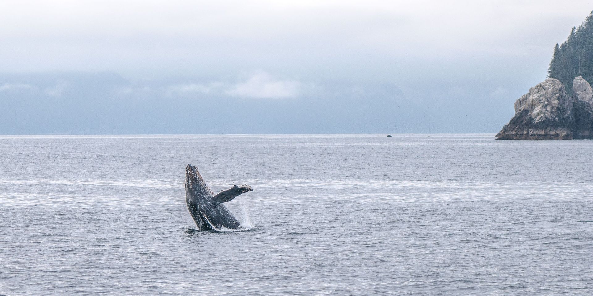 Une majestueuse baleine à bosse surgit dans l'océan calme avec une côte rocheuse canadienne au loin.