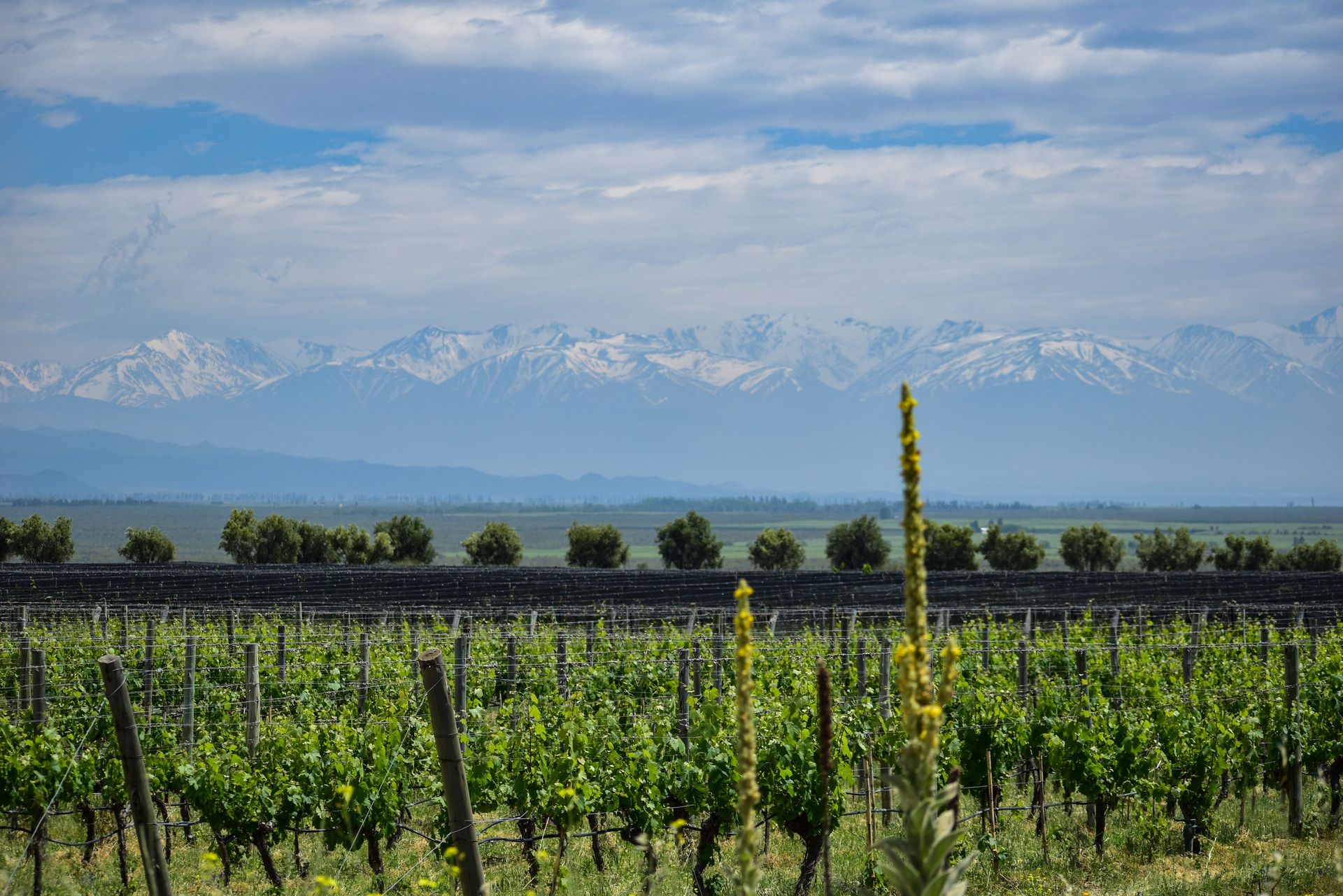 Vignobles luxuriants à Tunuyán, Mendoza, Argentine, avec les majestueuses montagnes des Andes en arrière-plan.