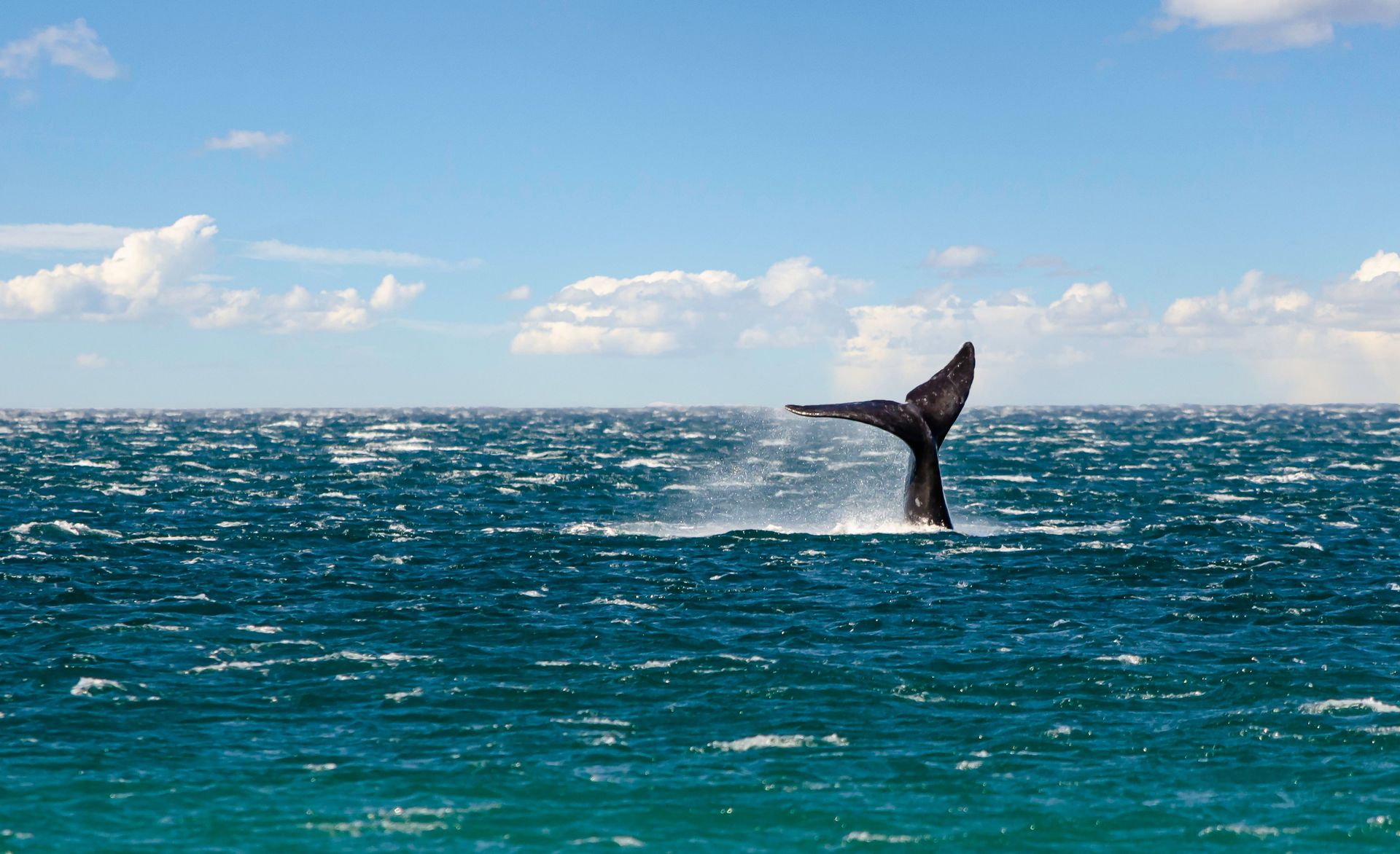 Queue de baleine à bosse émergeant gracieusement de l'océan à Puerto Madryn, Argentine.